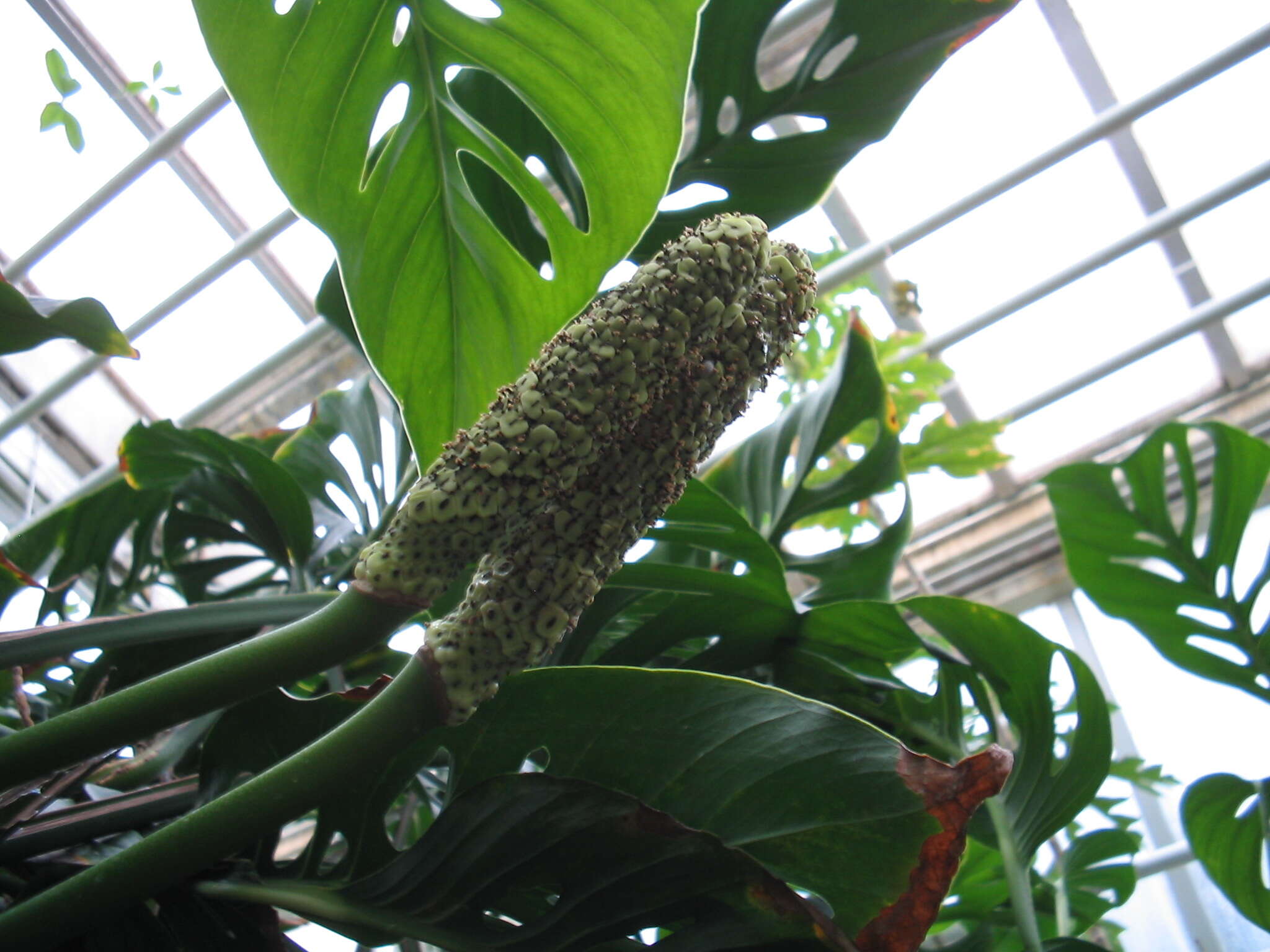 Monstera adansonii Schott resmi