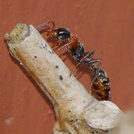 Image of Elongate Twig Ant