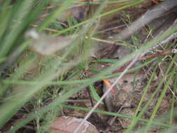 Image of Stylidium luteum R. Br.