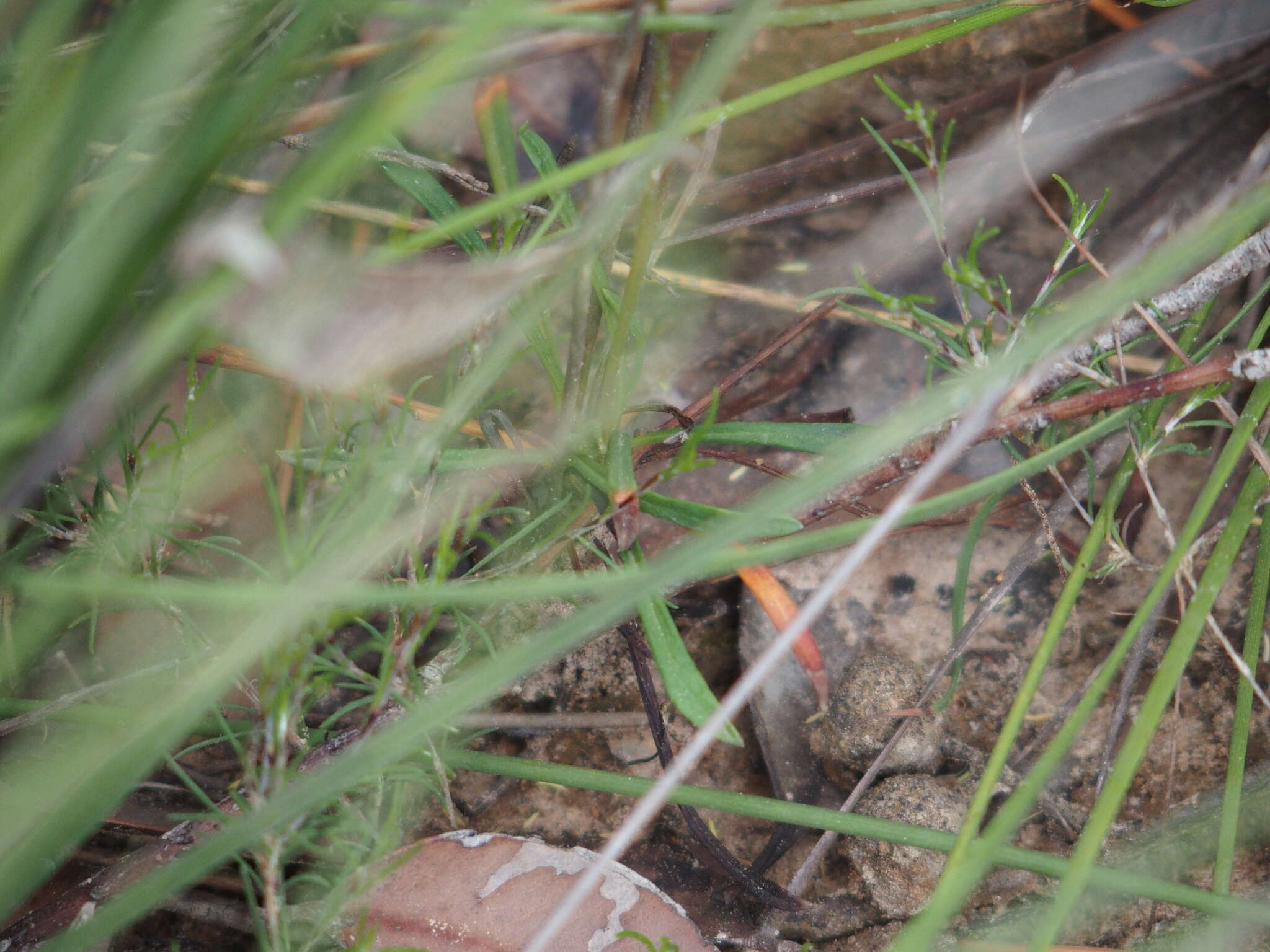 Image of Stylidium luteum R. Br.