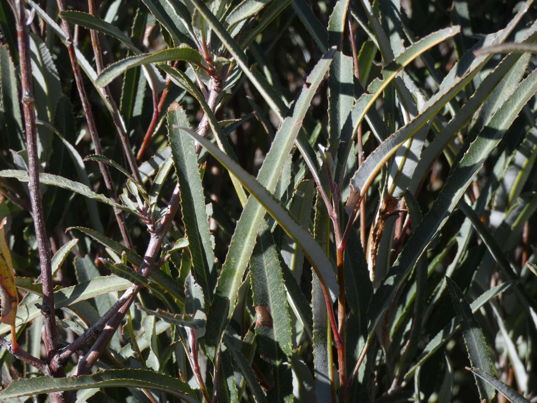 Image de Vauquelinia californica subsp. californica