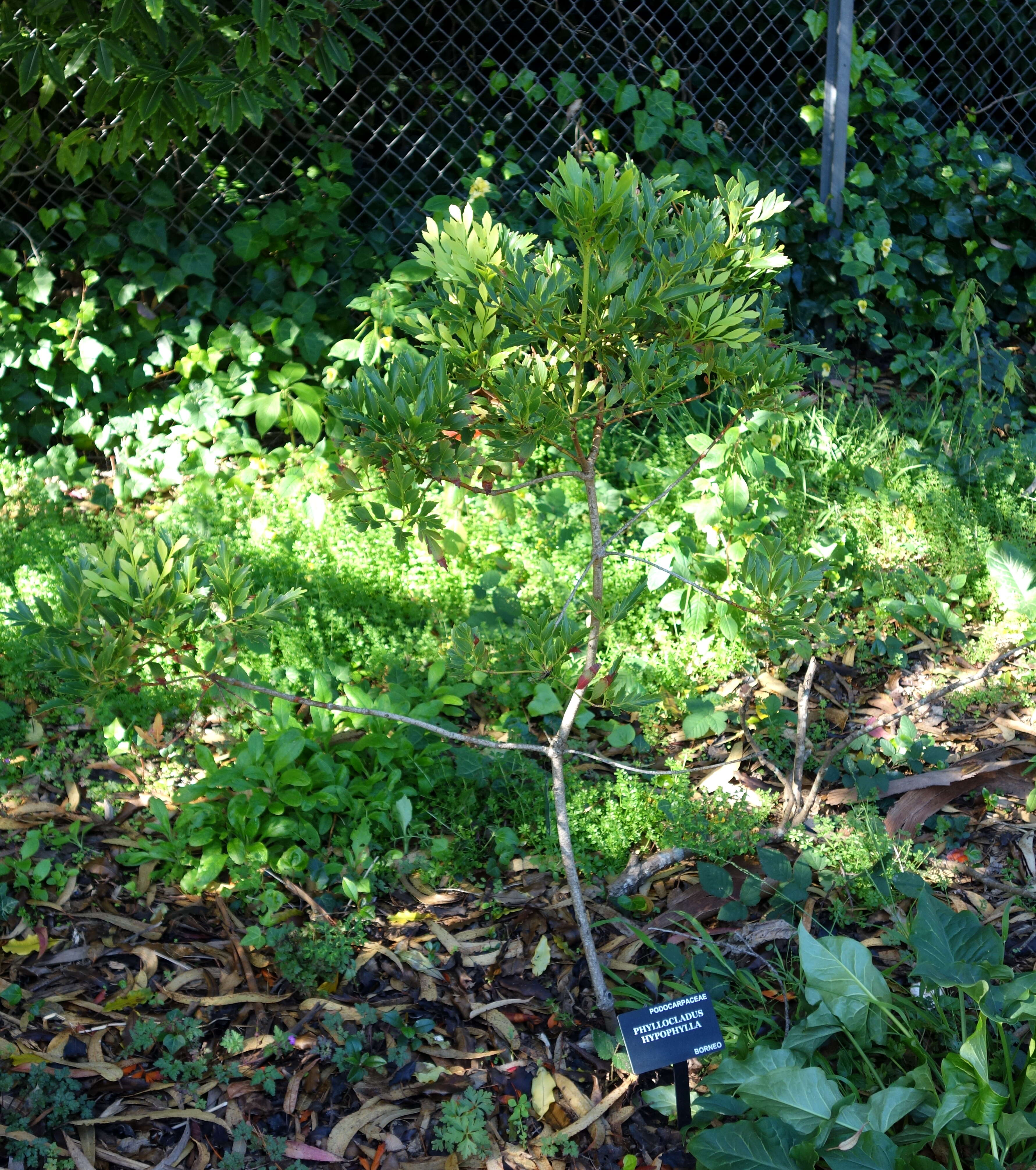 Image of Celery Pine