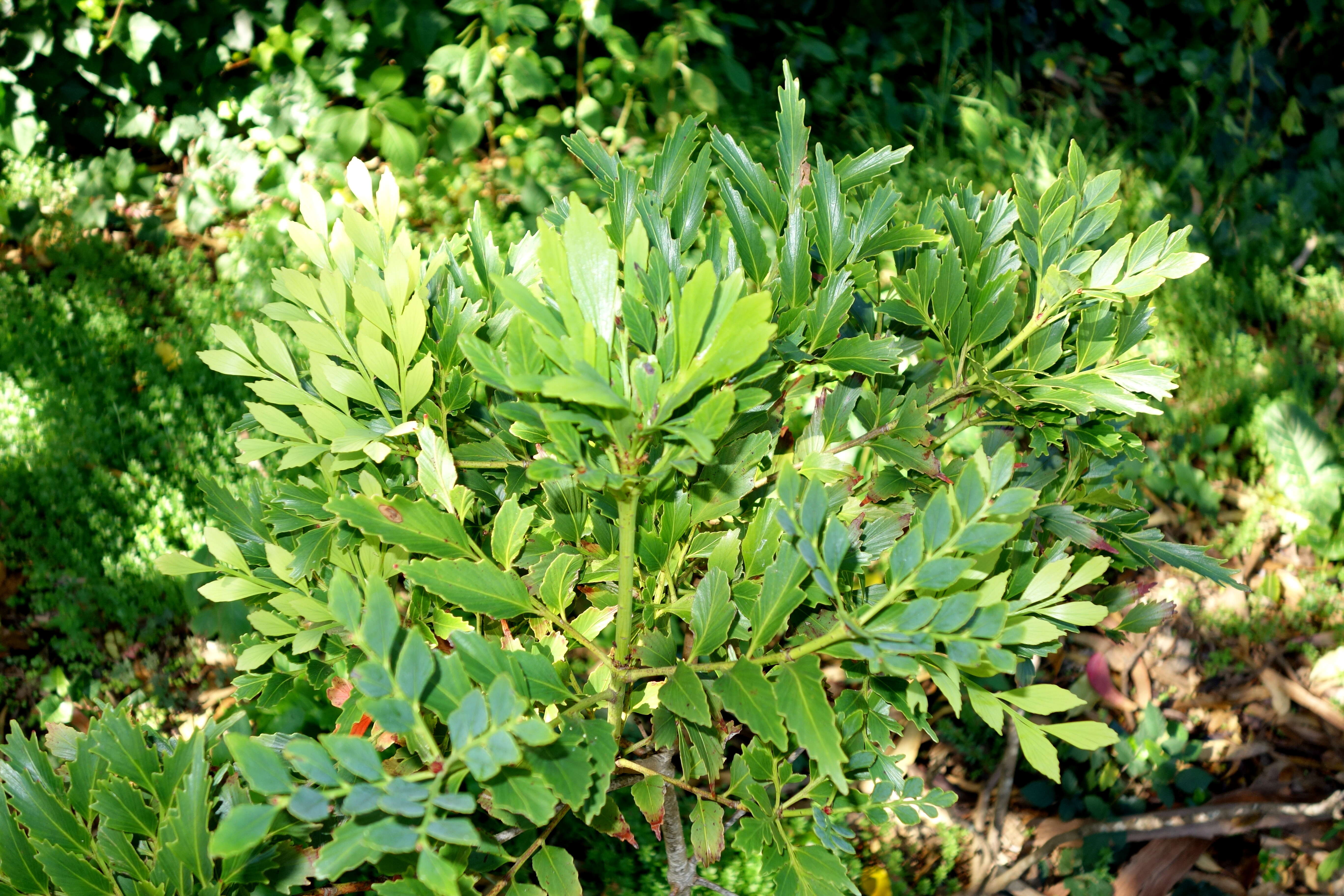 Image de Phyllocladus hypophyllus Hook. fil.