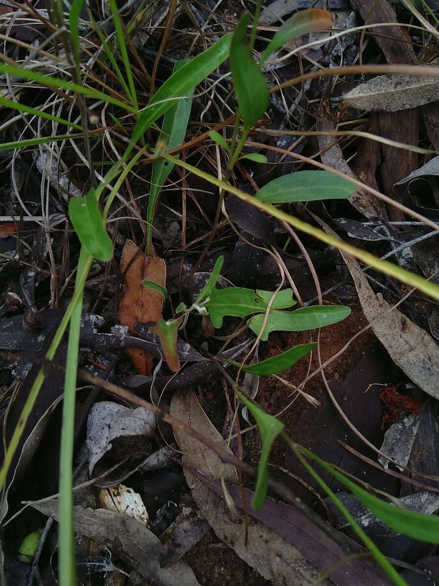 Image of Goodenia delicata R. Carolin