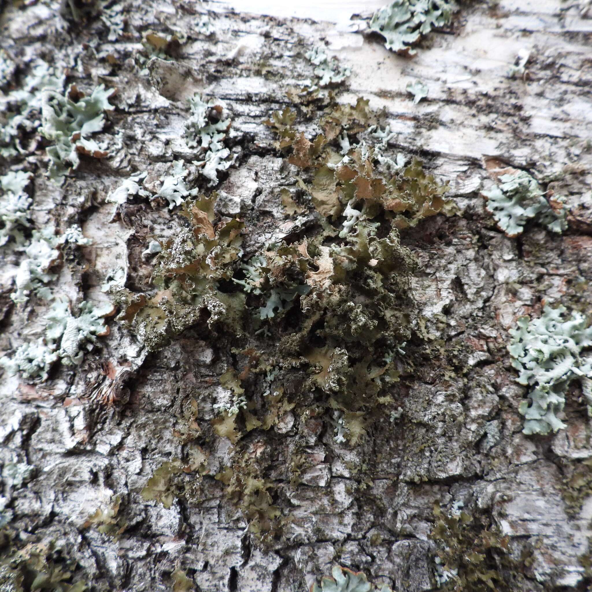 Image of Silver-lined Wrinkle Lichen