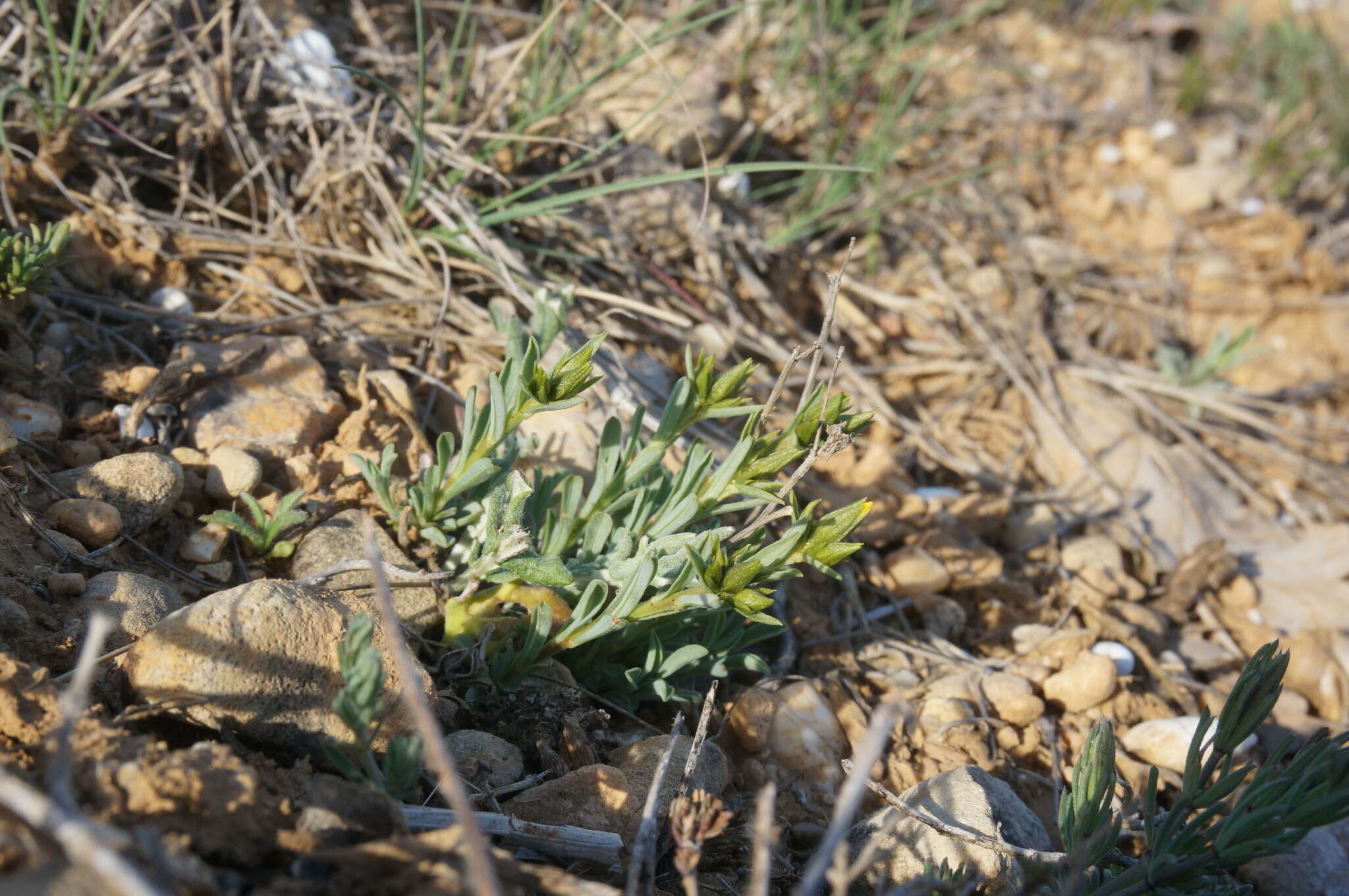 Image of Linum tauricum Willd.