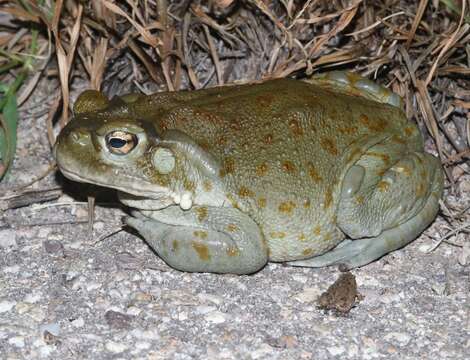 Image of Colorado River Toad Sonoran Desert Toad