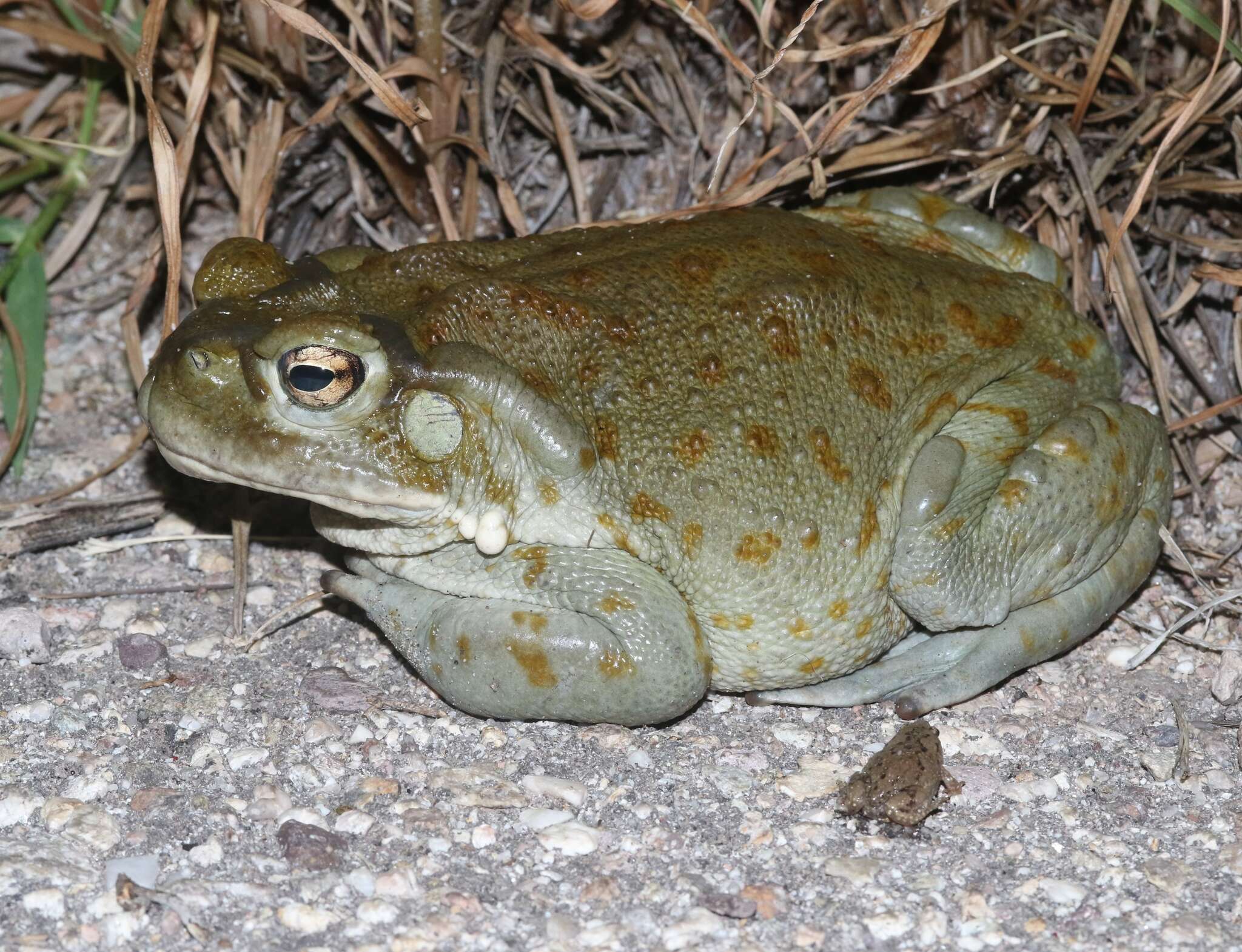 Image of Colorado River Toad Sonoran Desert Toad