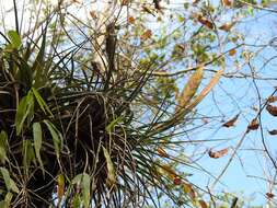 Image of Tillandsia flavobracteata Matuda