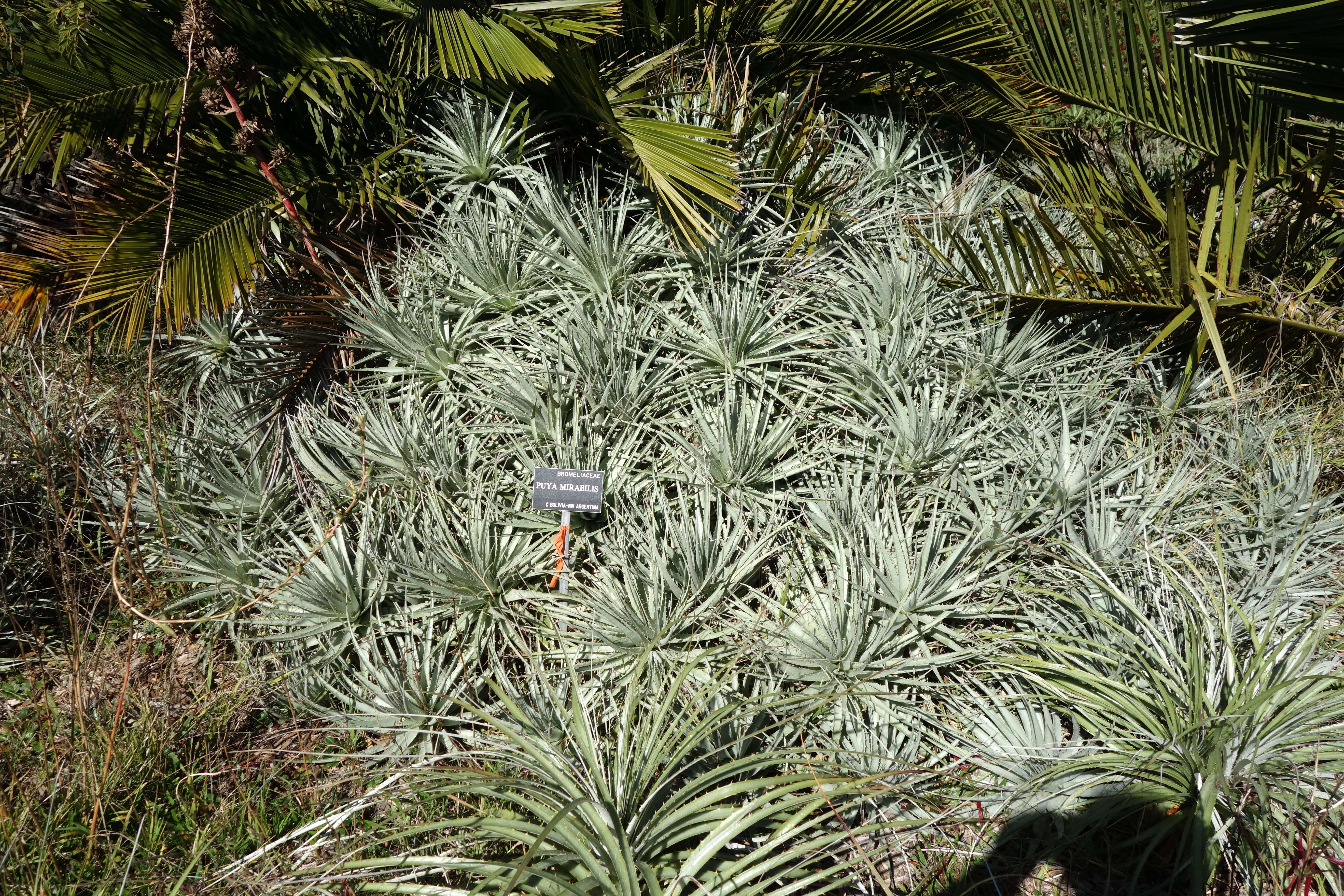 Image of Puya mirabilis (Mez) L. B. Sm.