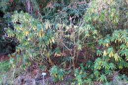 Image of Canary Spurge