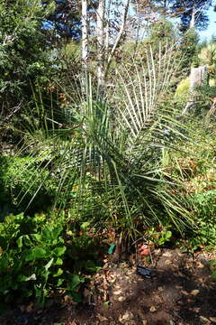 Image of Bolivian mountain coconut