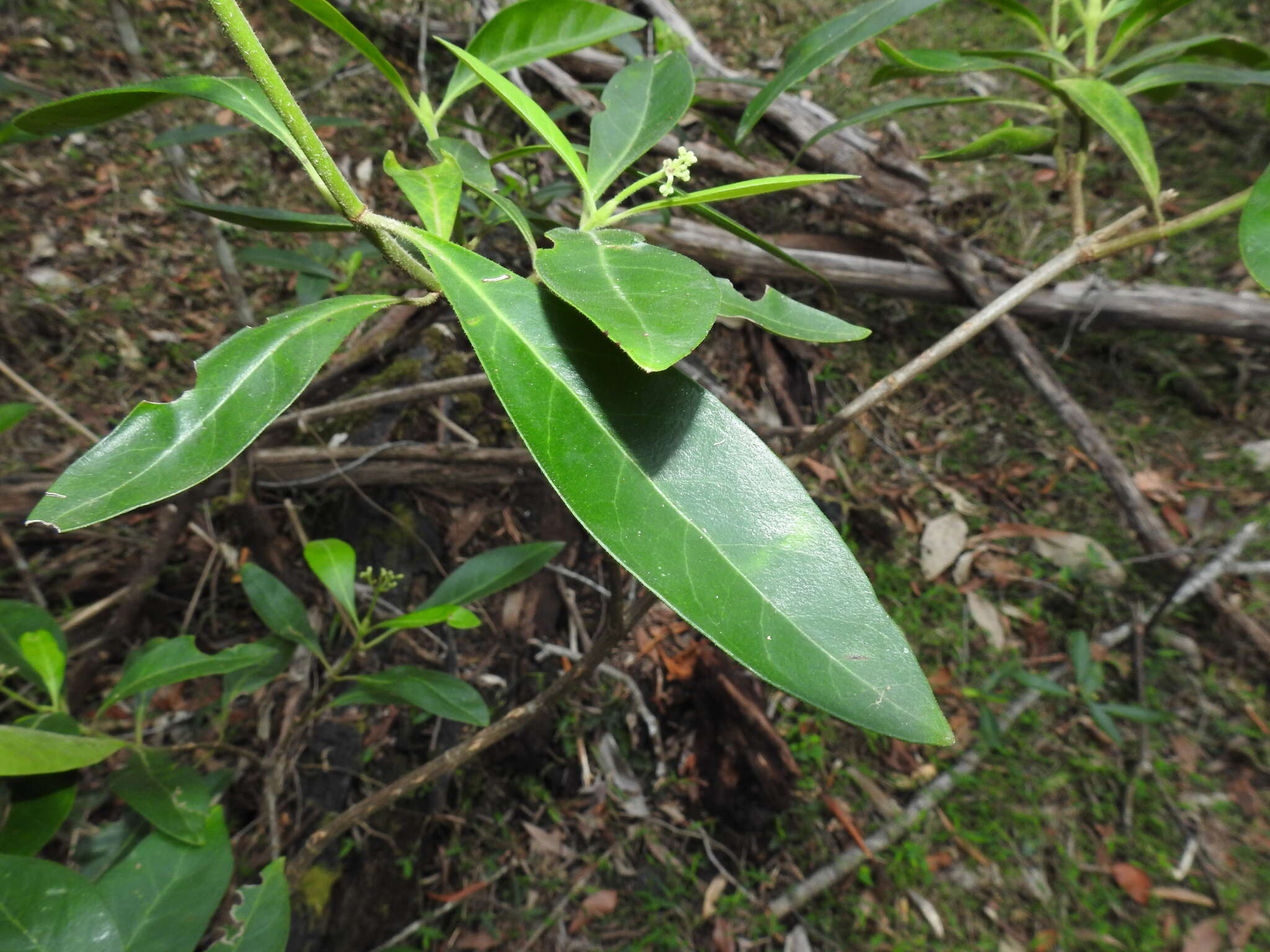 Plancia ëd Psychotria daphnoides A. Cunn. ex Hook.