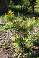 Image of Brown Pine