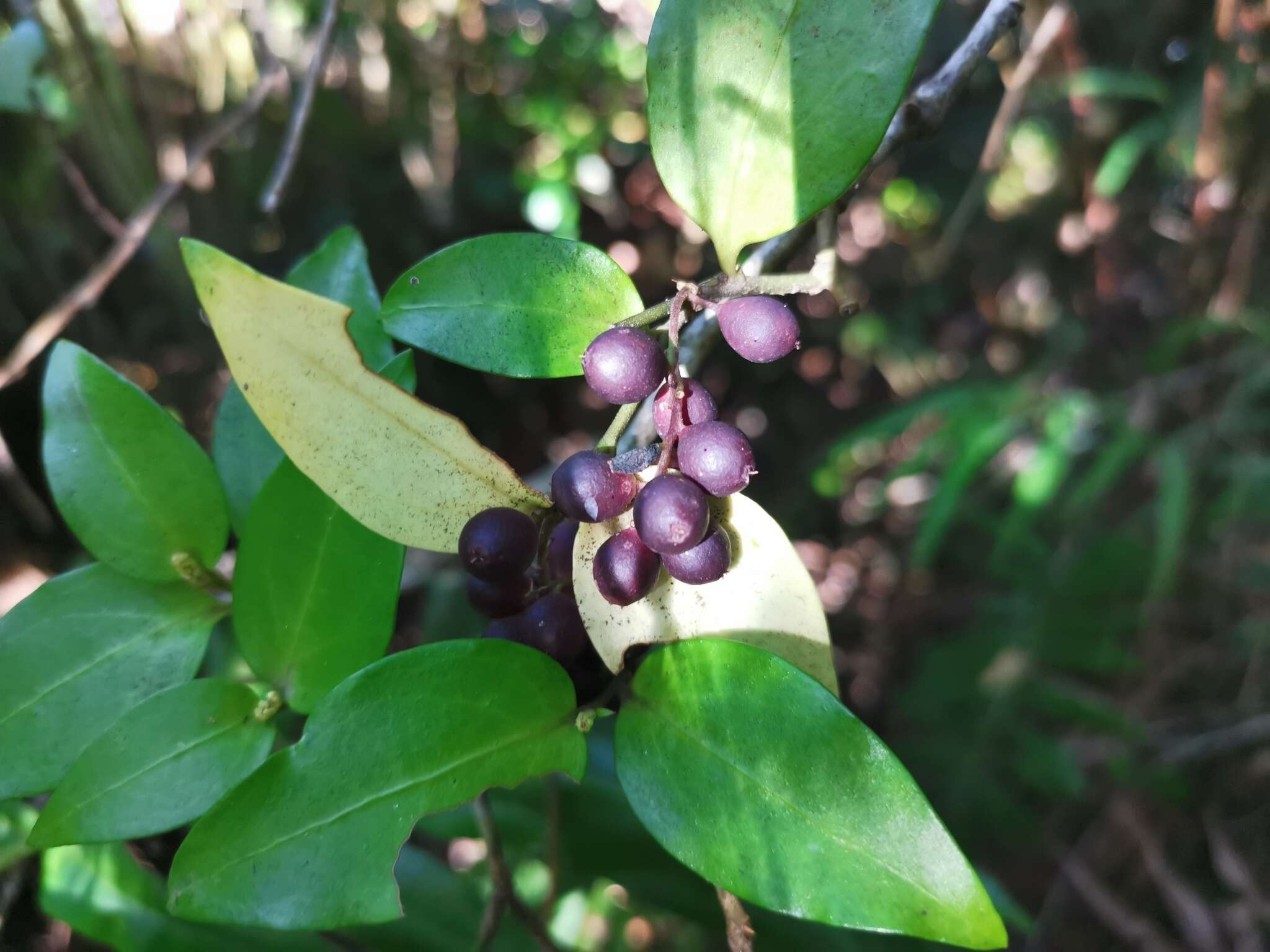 Image of Griselinia racemosa (Phil.) Taub.