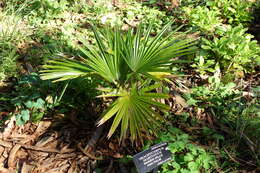 Image of Khasia Hills Fan Palm