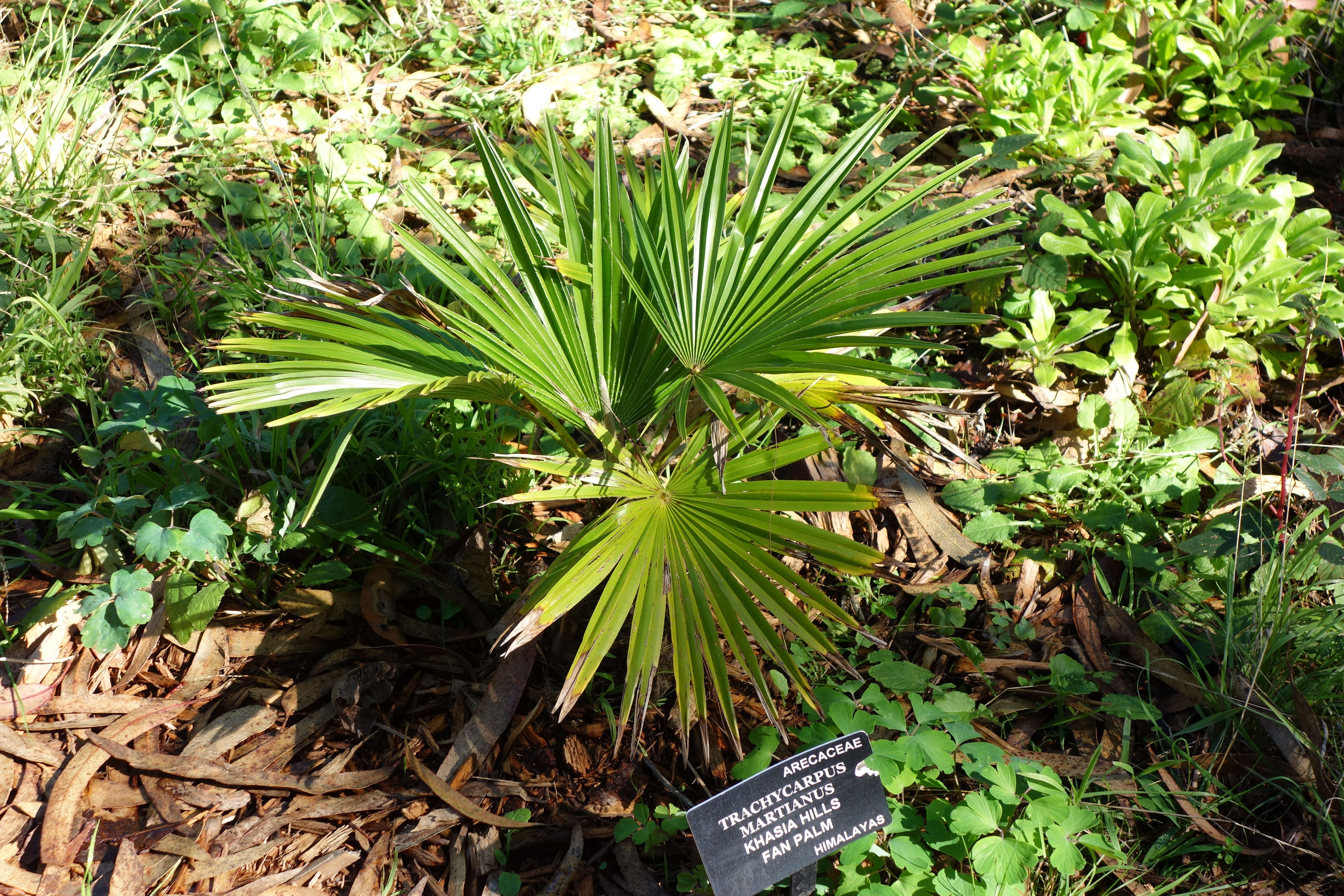 Trachycarpus martianus (Wall. ex Mart.) H. Wendl. resmi