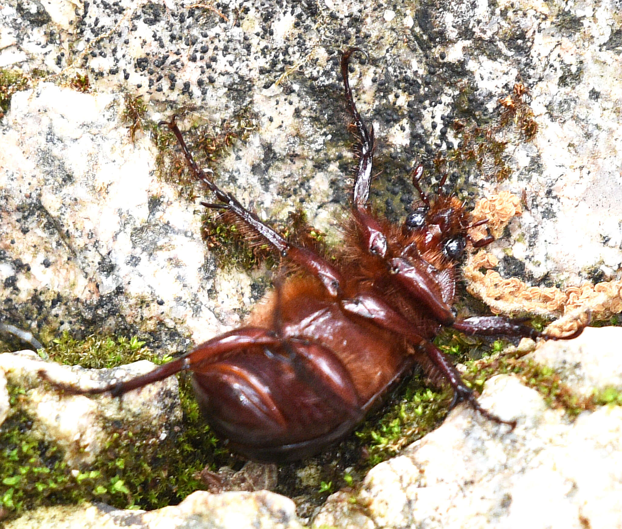 Image of Coscinocephalus cribrifrons (Schaeffer 1906)