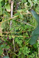 Image of Corydalis ochotensis Turcz.