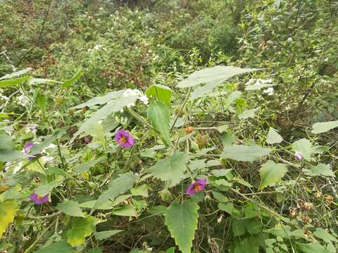 Image de Batesimalva