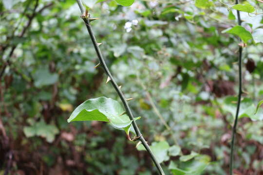 Imagem de Smilax excelsa L.