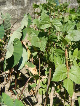 Image of mung bean