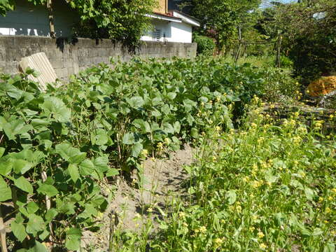 Image of mung bean