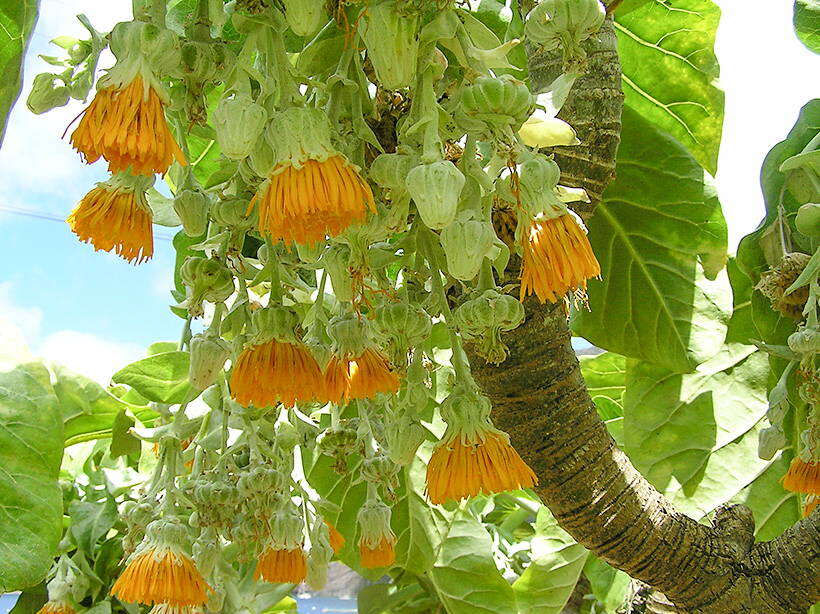 Image of Sonchus brassicifolius S. C. Kim & Mejías