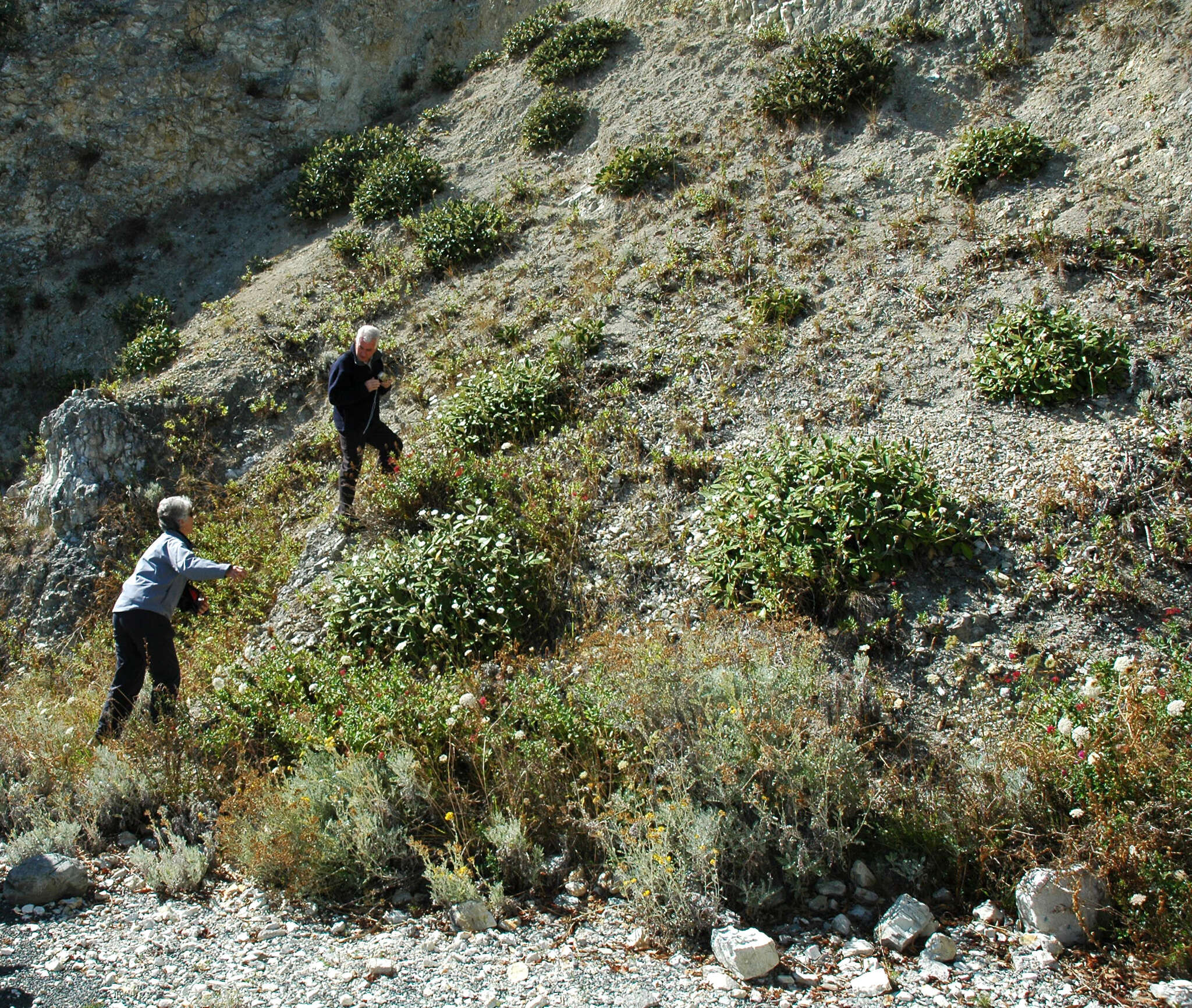 Image of Kaikoura Rock Daisy