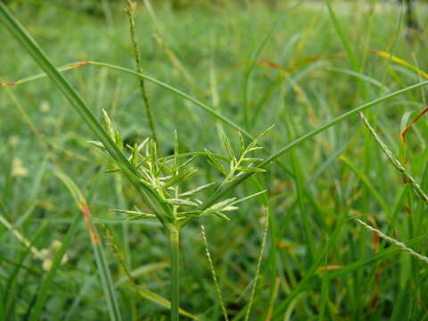 Image of nutgrass