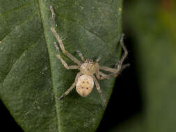 Image of Olios sericeus (Kroneberg 1875)