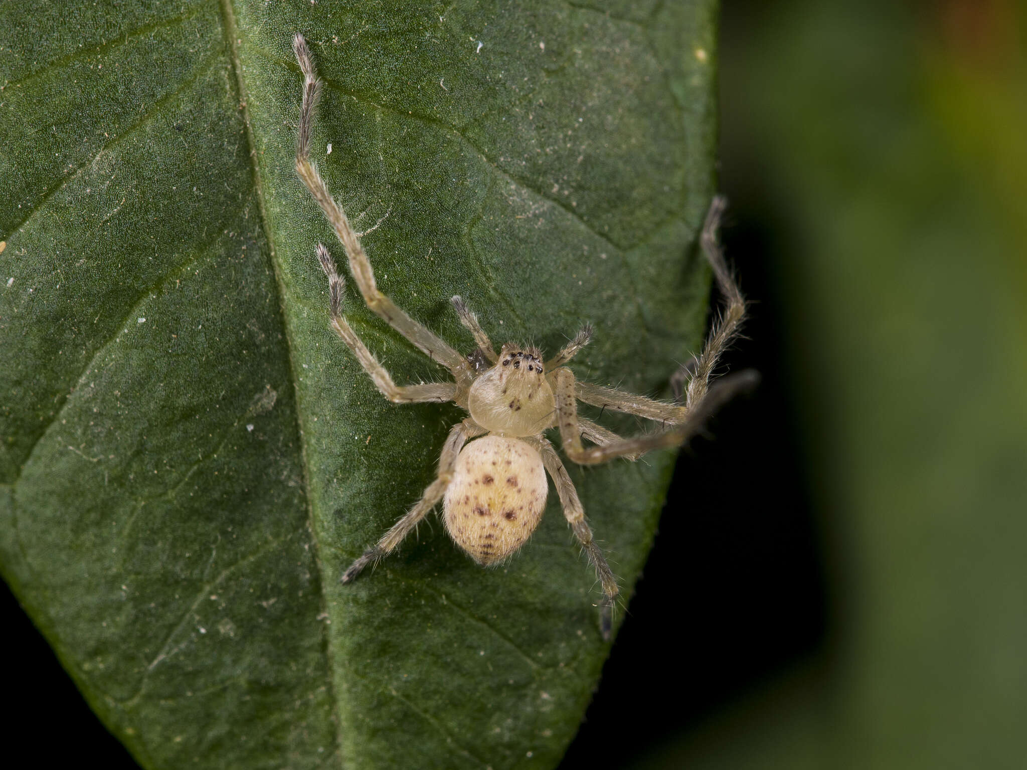 Image of Olios sericeus (Kroneberg 1875)