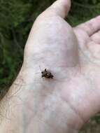 Image of Bilberry shield bug