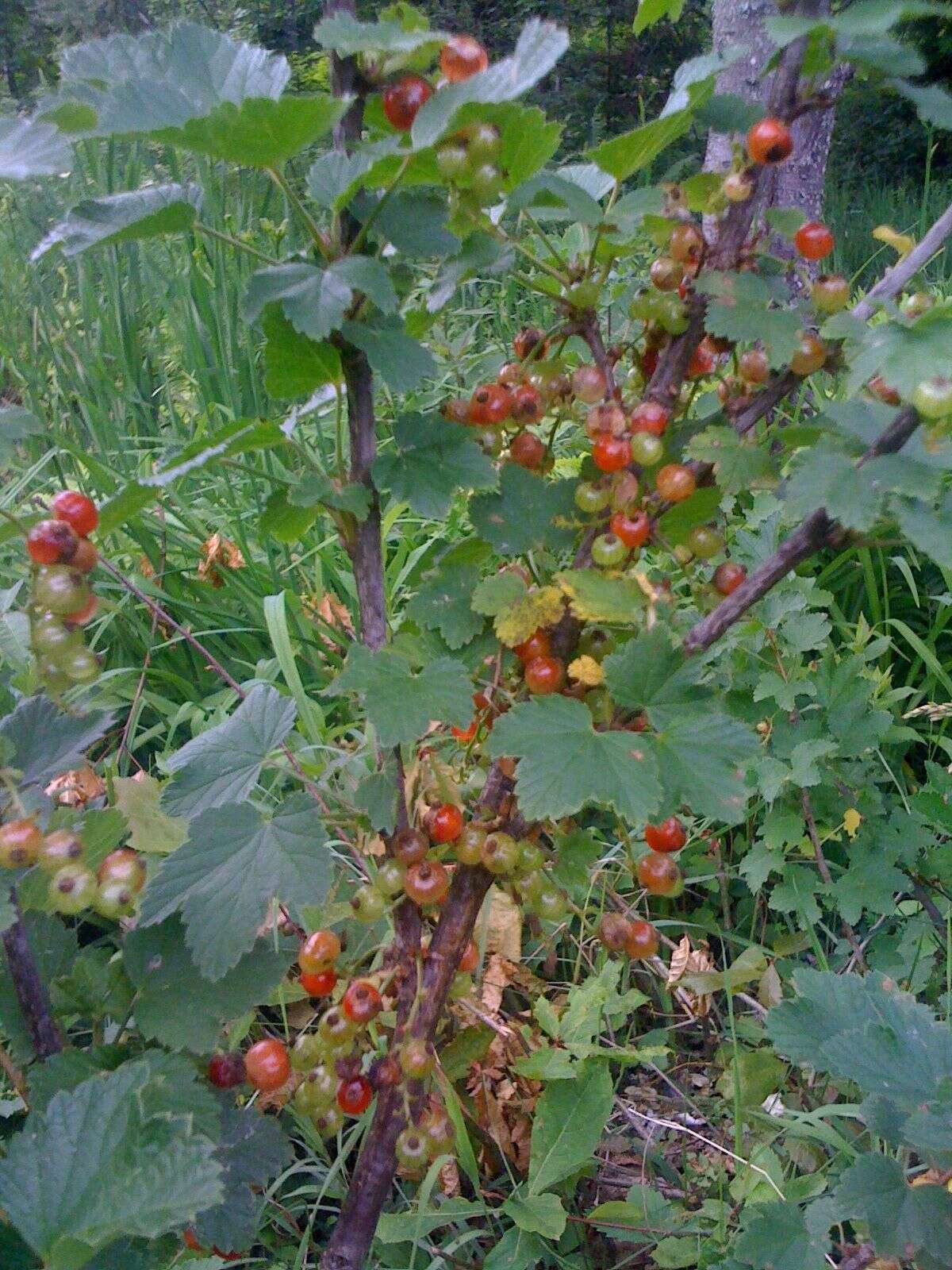 Image of Red Currant