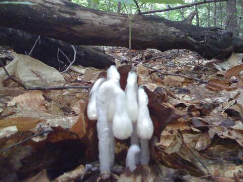 Image of Indian Pipe