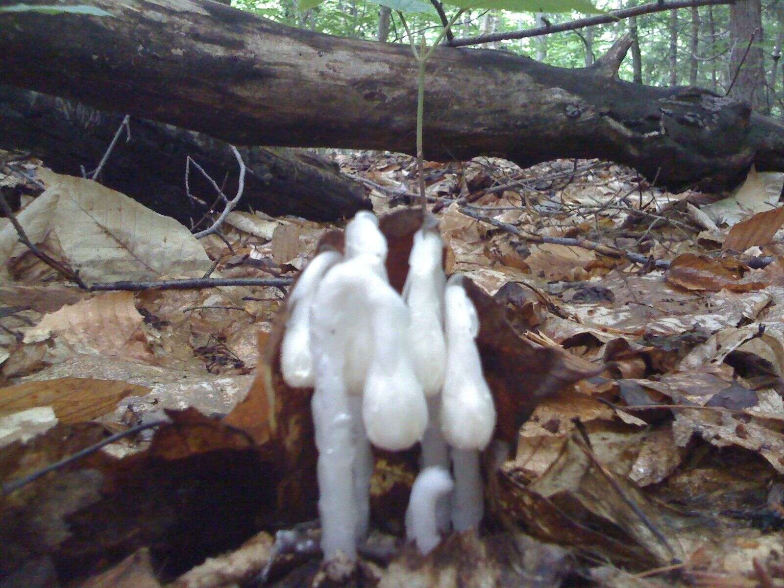 Image of Indian Pipe