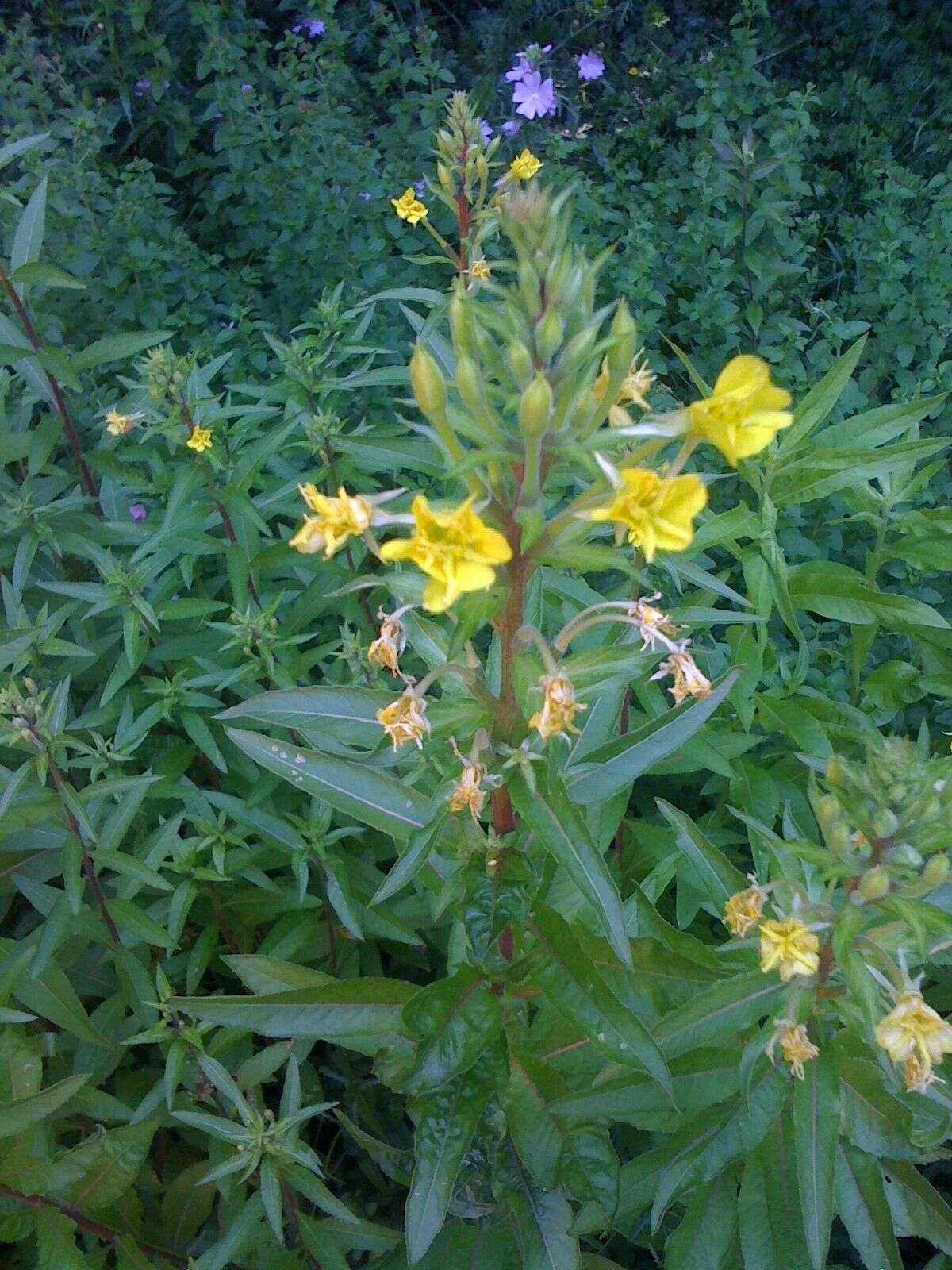 Imagem de Oenothera biennis L.