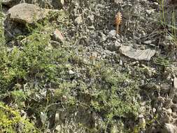 Image of nodding broomrape