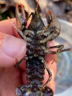 Image of Chattahoochee Crayfish