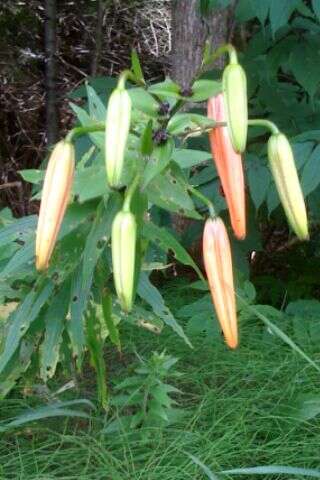 Image of Tiger lily