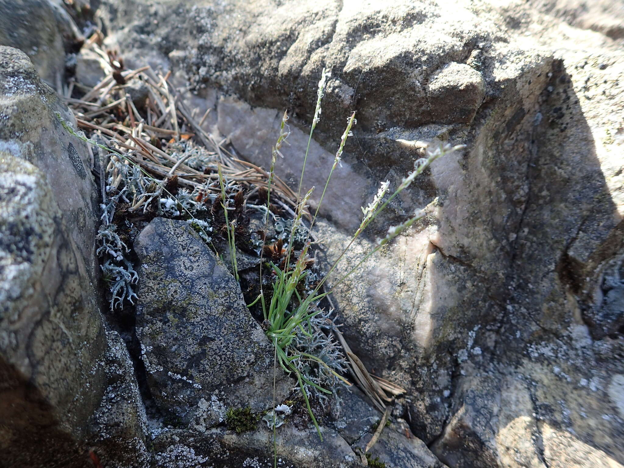 Image of early sand-grass