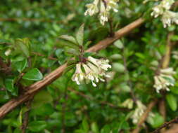 صورة Lonicera pileata var. yunnanensis (Franch.) Bernd Schulz