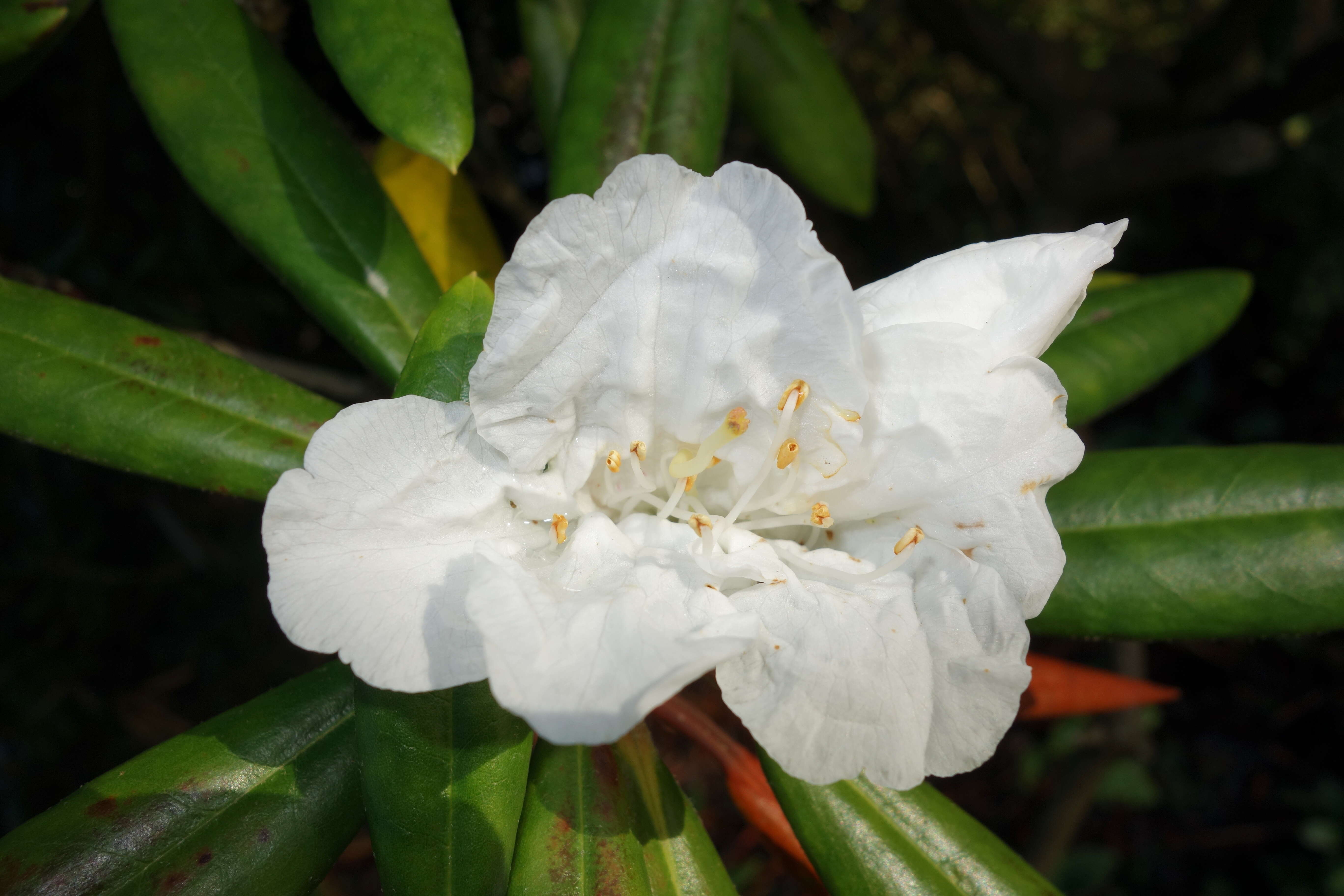 صورة Rhododendron hyperythrum Hayata