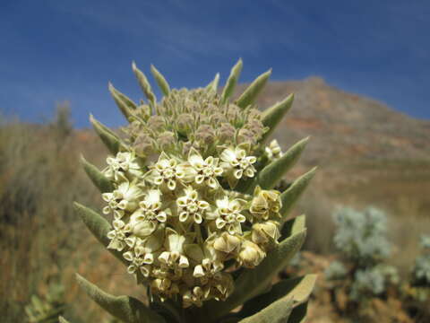 Image of Mountain milkbush