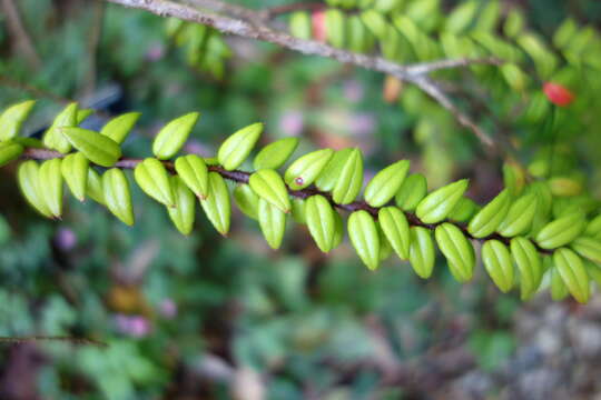 Image of Agapetes serpens (Wight) Sleumer