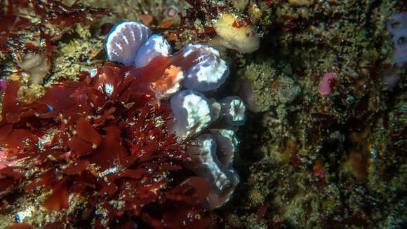 Image of Sycozoa arborescens Hartmeyer 1912