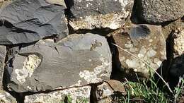 Image of Israeli Fan-fingered Gecko