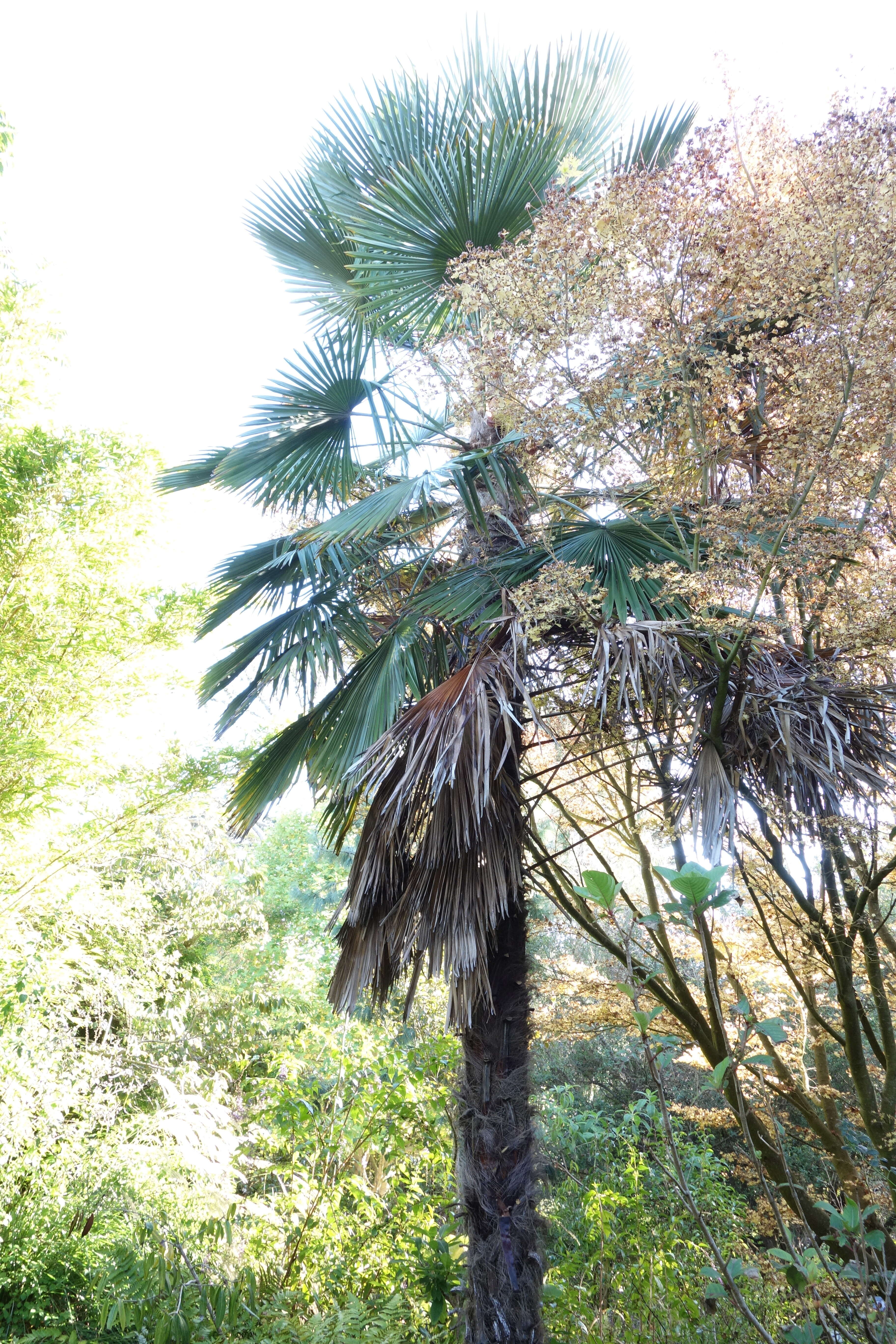 Image of Kumaon Fan Palm