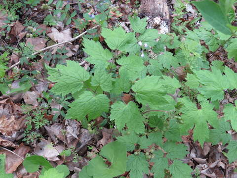 Image of Appalachian bugbane