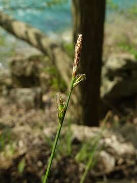 Image of fibrousroot sedge